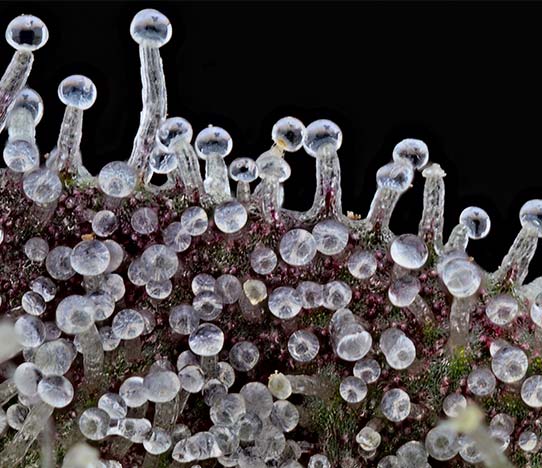 Trichomes